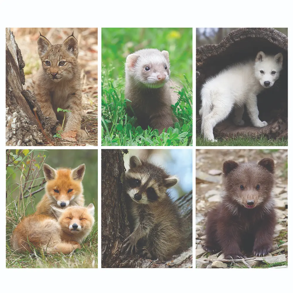 PORTFOLIO ANIMAUX ASST. 2 POCHETTES